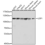 Western Blot - Anti-USP1 Antibody (A15378) - Antibodies.com