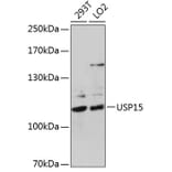 Western Blot - Anti-USP15 Antibody (A15379) - Antibodies.com