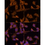 Immunofluorescence - Anti-USP15 Antibody (A15379) - Antibodies.com