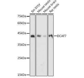 Western Blot - Anti-WDR68 Antibody (A15380) - Antibodies.com