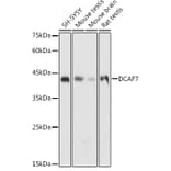 Western Blot - Anti-WDR68 Antibody (A15380) - Antibodies.com