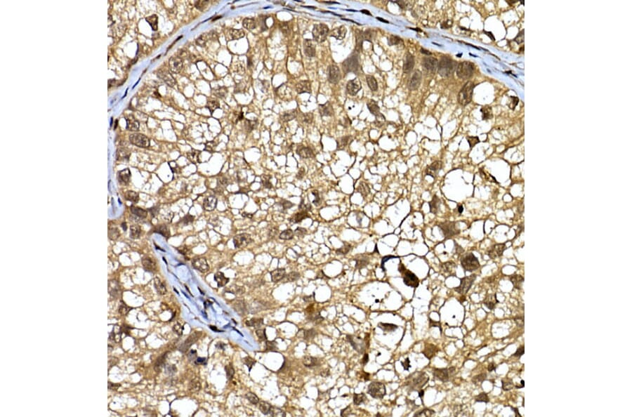 Immunohistochemistry - Anti-WDR68 Antibody (A15380) - Antibodies.com