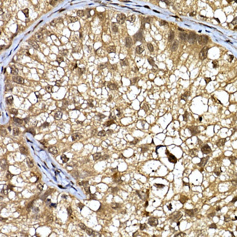 Immunohistochemistry - Anti-WDR68 Antibody (A15380) - Antibodies.com