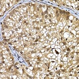 Immunohistochemistry - Anti-WDR68 Antibody (A15380) - Antibodies.com