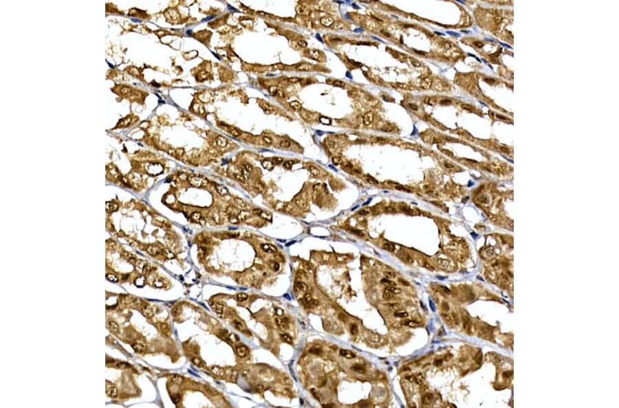 Immunohistochemistry - Anti-WDR68 Antibody (A15380) - Antibodies.com