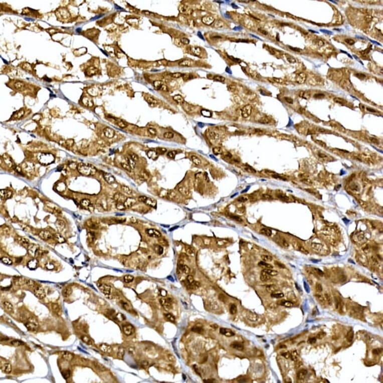 Immunohistochemistry - Anti-WDR68 Antibody (A15380) - Antibodies.com