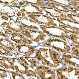 Immunohistochemistry - Anti-WDR68 Antibody (A15380) - Antibodies.com