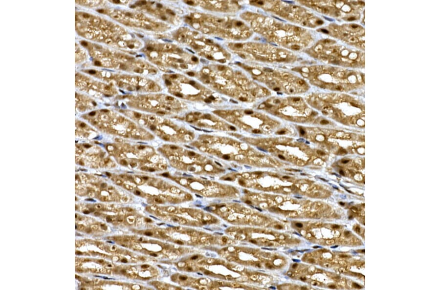 Immunohistochemistry - Anti-WDR68 Antibody (A15380) - Antibodies.com