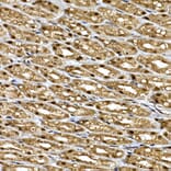 Immunohistochemistry - Anti-WDR68 Antibody (A15380) - Antibodies.com