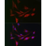 Immunofluorescence - Anti-WDR68 Antibody (A15380) - Antibodies.com