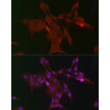Immunofluorescence - Anti-WDR68 Antibody (A15380) - Antibodies.com