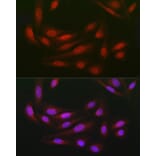 Immunofluorescence - Anti-WDR68 Antibody (A15380) - Antibodies.com