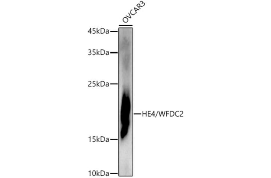 Western Blot - Anti-HE4 Antibody (A15381) - Antibodies.com