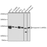 Western Blot - Anti-Exportin-5 Antibody (A15382) - Antibodies.com