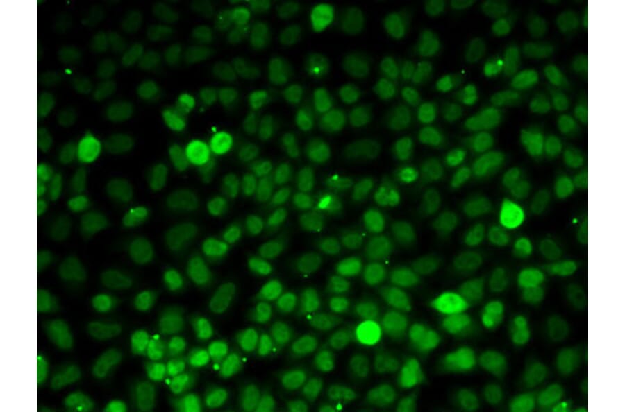 Immunofluorescence - Anti-Exportin-5 Antibody (A15382) - Antibodies.com