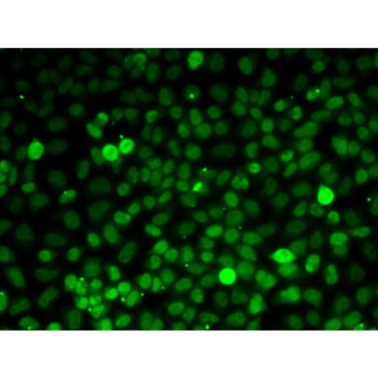 Immunofluorescence - Anti-Exportin-5 Antibody (A15382) - Antibodies.com