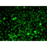 Immunofluorescence - Anti-Exportin-5 Antibody (A15382) - Antibodies.com