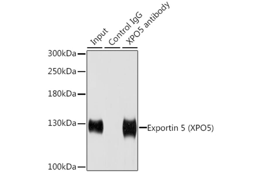 Western Blot - Anti-Exportin-5 Antibody (A15382) - Antibodies.com