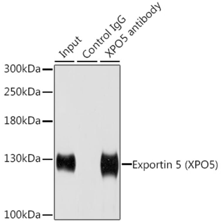 Western Blot - Anti-Exportin-5 Antibody (A15382) - Antibodies.com