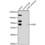 Western Blot - Anti-Tyrosyl tRNA synthetase/TyrRS Antibody (A15383) - Antibodies.com