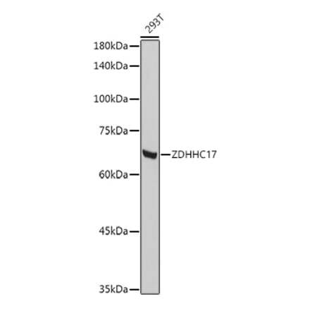 Western Blot - Anti-HIP14 Antibody (A15384) - Antibodies.com