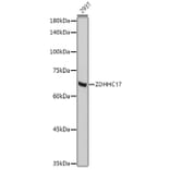 Western Blot - Anti-HIP14 Antibody (A15384) - Antibodies.com