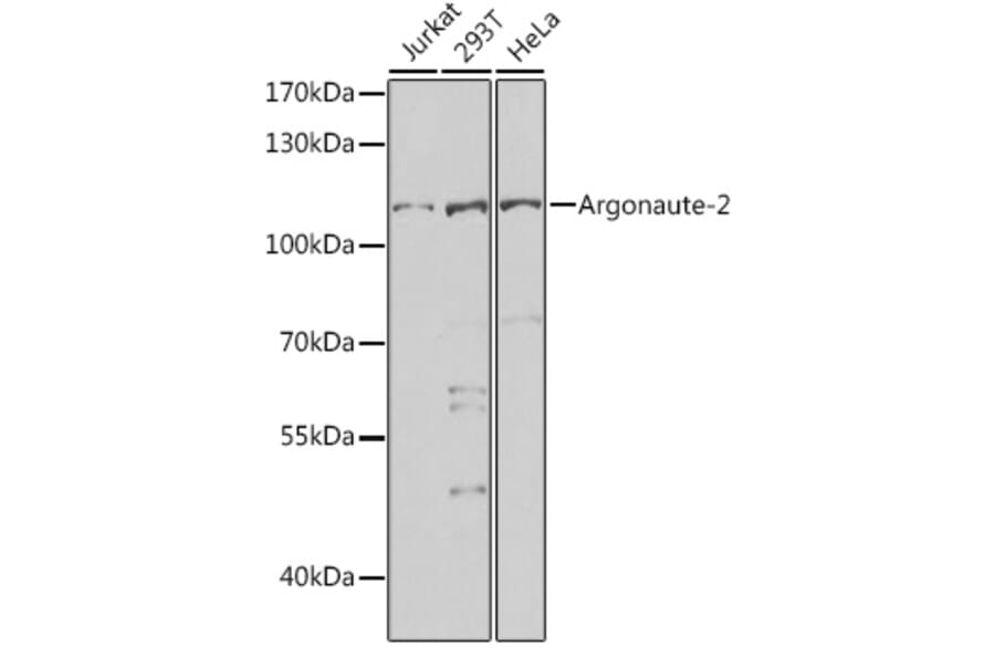 Western Blot - Anti-Argonaute-2 Antibody (A15388) - Antibodies.com