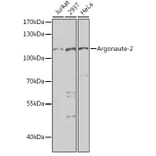 Western Blot - Anti-Argonaute-2 Antibody (A15388) - Antibodies.com
