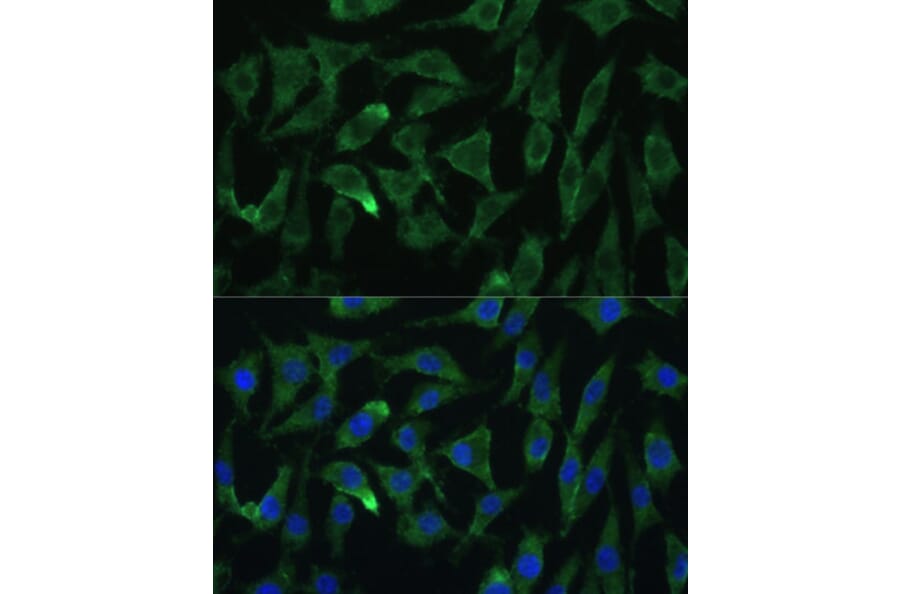 Immunofluorescence - Anti-Argonaute-2 Antibody (A15388) - Antibodies.com