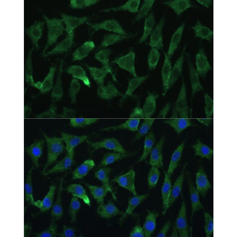 Immunofluorescence - Anti-Argonaute-2 Antibody (A15388) - Antibodies.com
