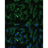 Immunofluorescence - Anti-Argonaute-2 Antibody (A15388) - Antibodies.com