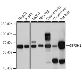 Western Blot - Anti-GTF2H1 Antibody (A15390) - Antibodies.com