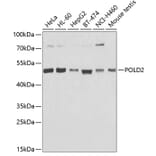 Western Blot - Anti-POLD2 Antibody (A15393) - Antibodies.com