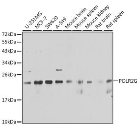 Western Blot - Anti-POLR2G Antibody (A6838) - Antibodies.com