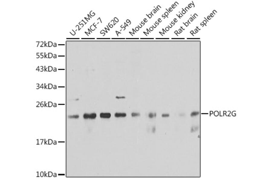 Western Blot - Anti-POLR2G Antibody (A6838) - Antibodies.com