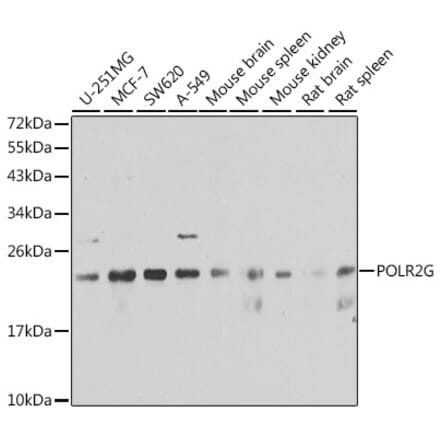 Western Blot - Anti-POLR2G Antibody (A6838) - Antibodies.com