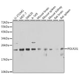 Western Blot - Anti-POLR2G Antibody (A6838) - Antibodies.com
