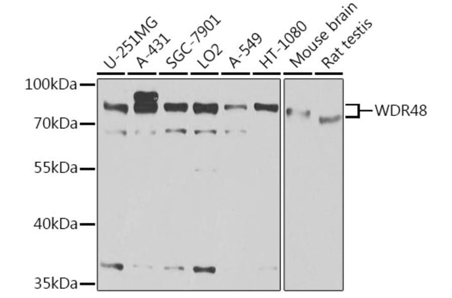 Western Blot - Anti-WDR48/UAF1 Antibody (A15397) - Antibodies.com