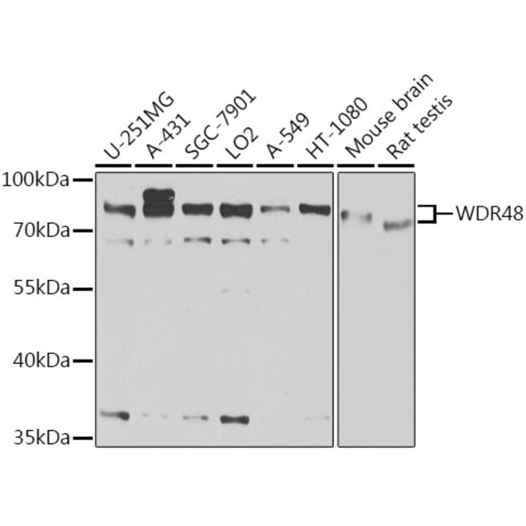 Western Blot - Anti-WDR48/UAF1 Antibody (A15397) - Antibodies.com
