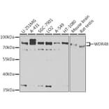 Western Blot - Anti-WDR48/UAF1 Antibody (A15397) - Antibodies.com
