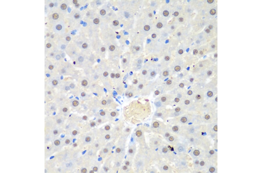 Immunohistochemistry - Anti-WDR48/UAF1 Antibody (A15397) - Antibodies.com