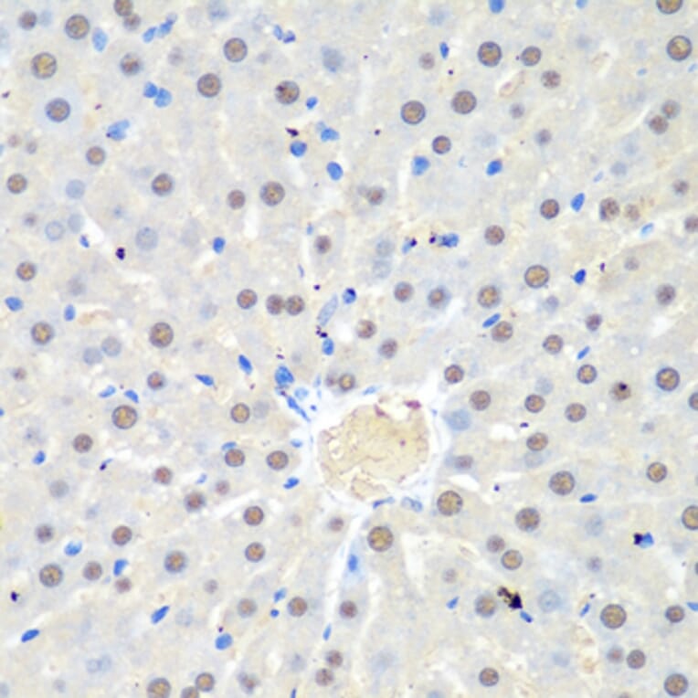 Immunohistochemistry - Anti-WDR48/UAF1 Antibody (A15397) - Antibodies.com