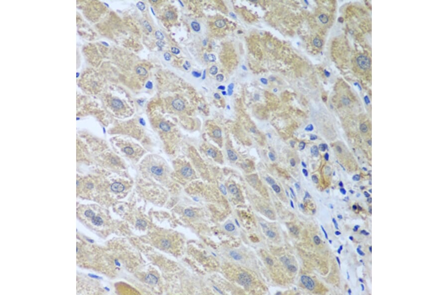Immunohistochemistry - Anti-WDR48/UAF1 Antibody (A15397) - Antibodies.com
