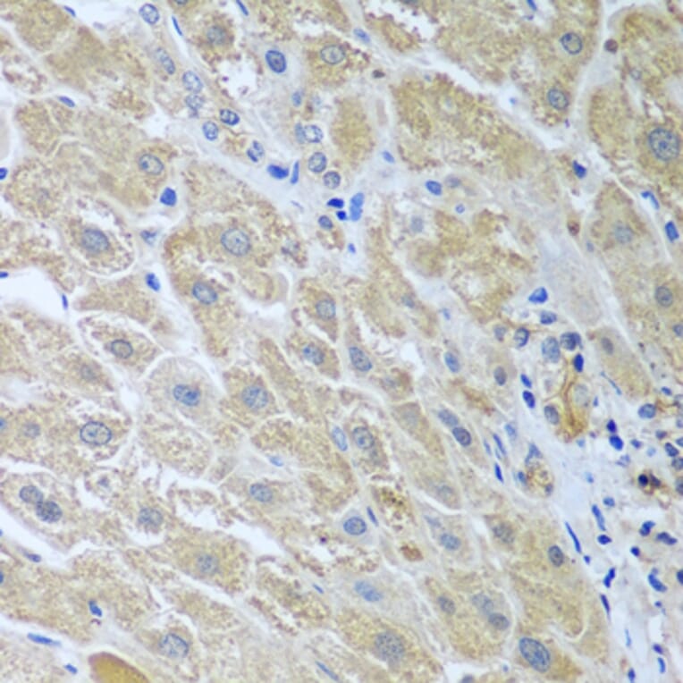 Immunohistochemistry - Anti-WDR48/UAF1 Antibody (A15397) - Antibodies.com