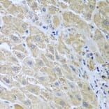 Immunohistochemistry - Anti-WDR48/UAF1 Antibody (A15397) - Antibodies.com