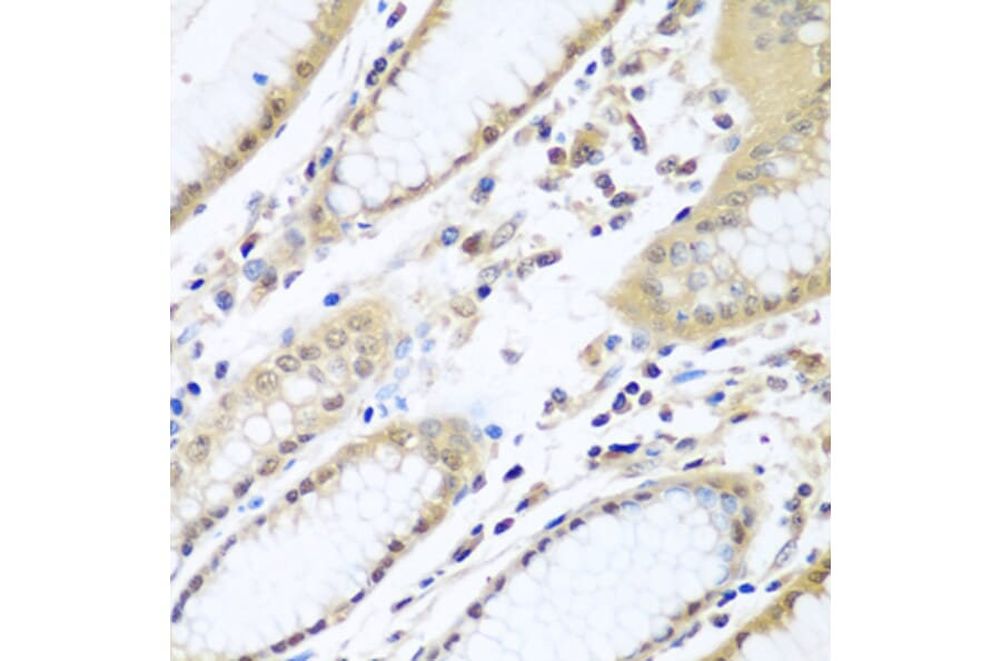 Immunohistochemistry - Anti-WDR48/UAF1 Antibody (A15397) - Antibodies.com