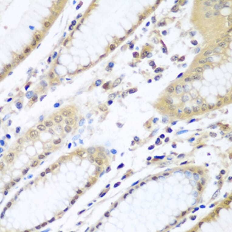 Immunohistochemistry - Anti-WDR48/UAF1 Antibody (A15397) - Antibodies.com