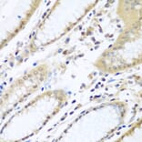 Immunohistochemistry - Anti-WDR48/UAF1 Antibody (A15397) - Antibodies.com