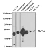 Western Blot - Anti-Salivary alpha amylase Antibody (A15401) - Antibodies.com