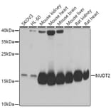 Western Blot - Anti-NUDT2 Antibody (A15402) - Antibodies.com